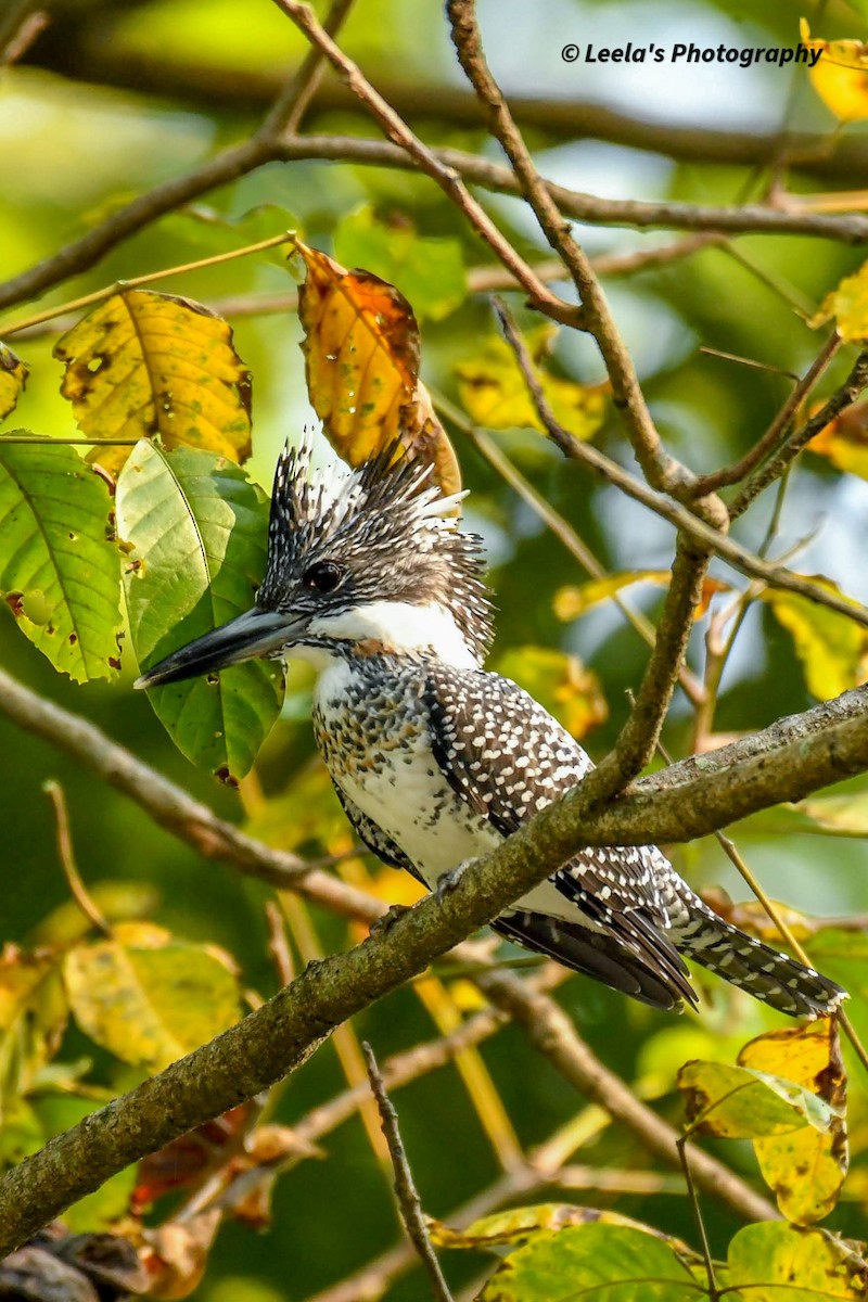 Crested Kingfisher - ML428438161
