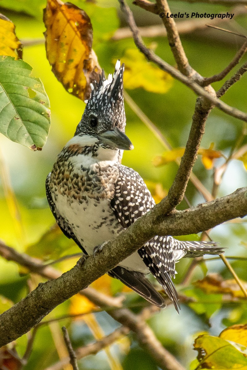 Crested Kingfisher - ML428438171