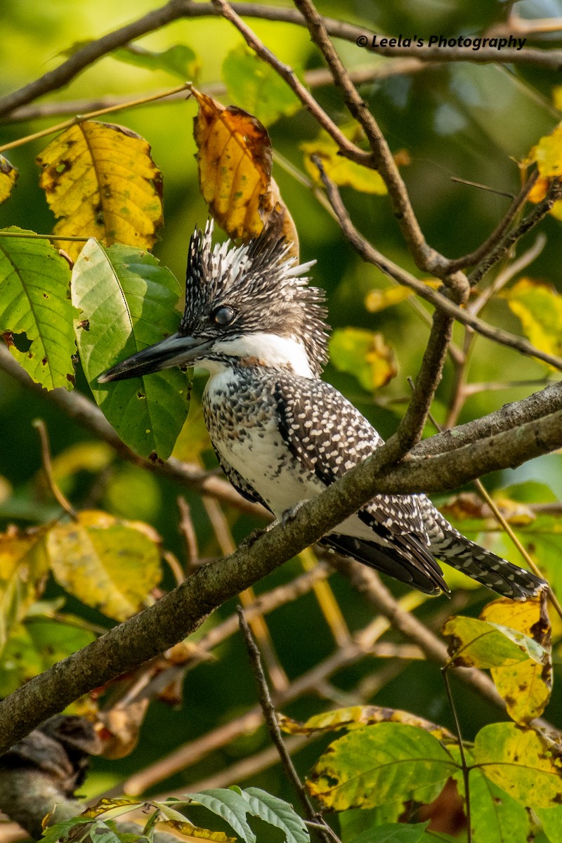 Crested Kingfisher - ML428438191