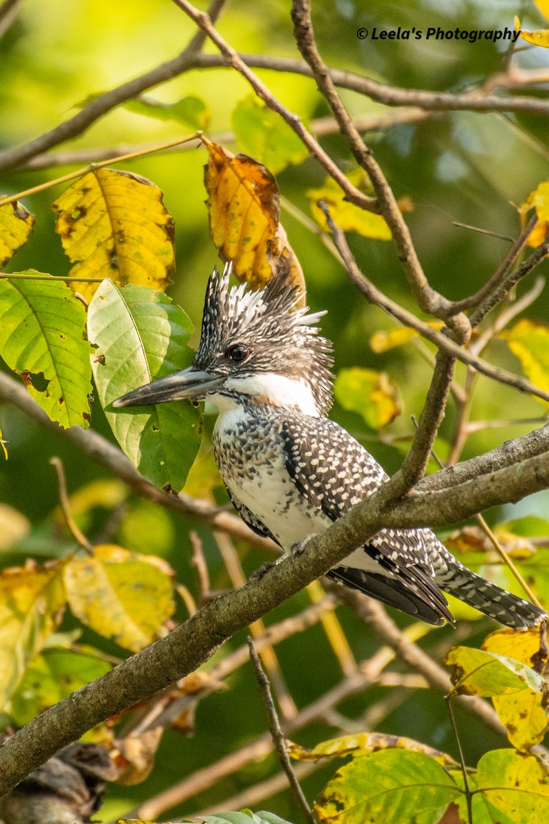 Crested Kingfisher - ML428438201