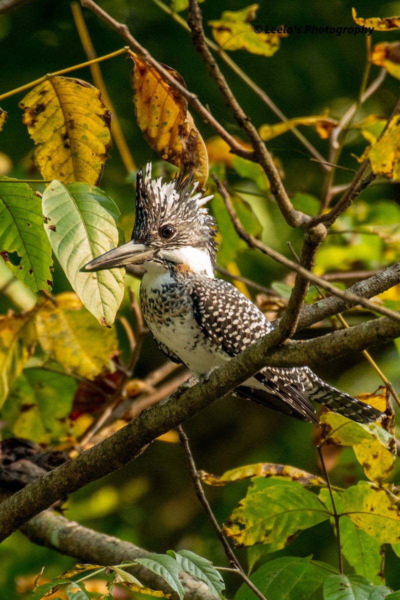 Crested Kingfisher - ML428438211