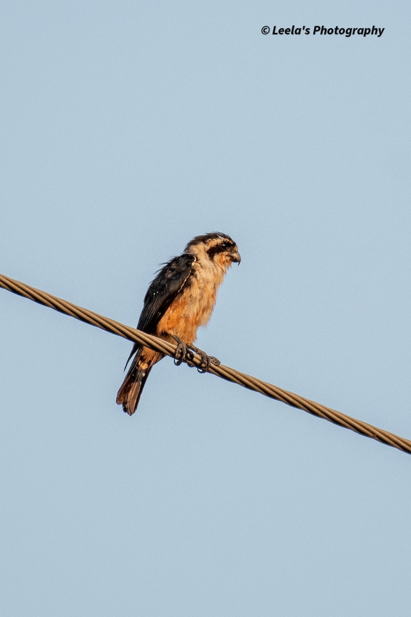 Collared Falconet - ML428438221