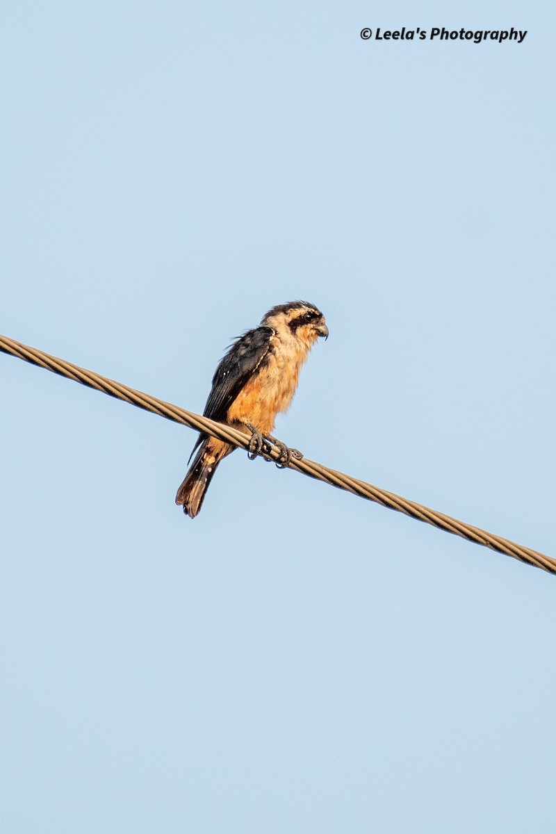 Collared Falconet - ML428438251