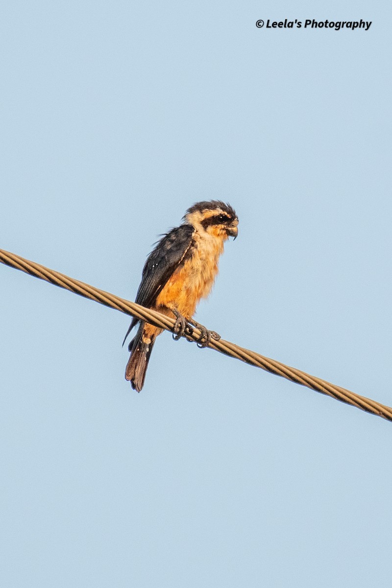 Collared Falconet - ML428438271