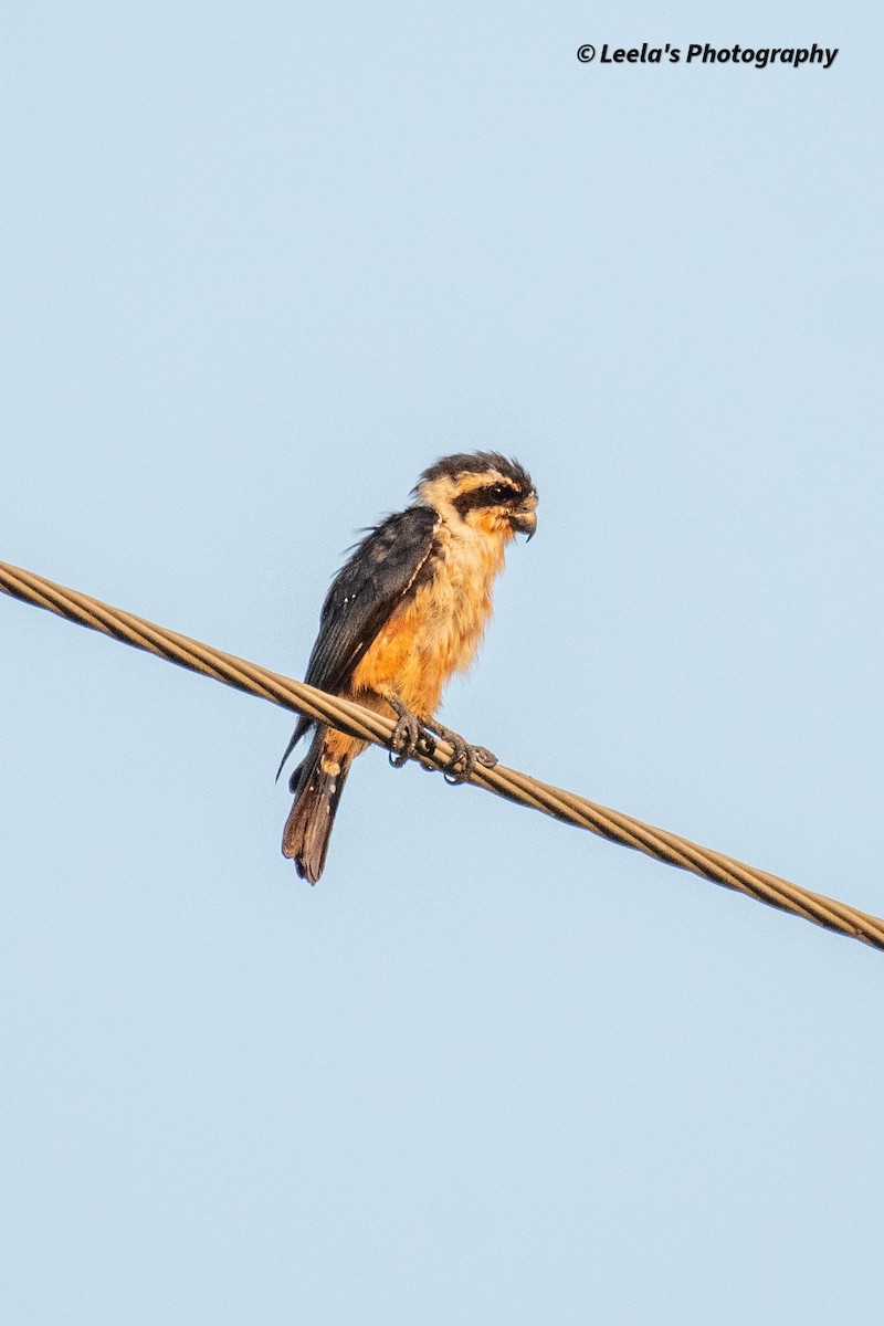 Collared Falconet - ML428438281