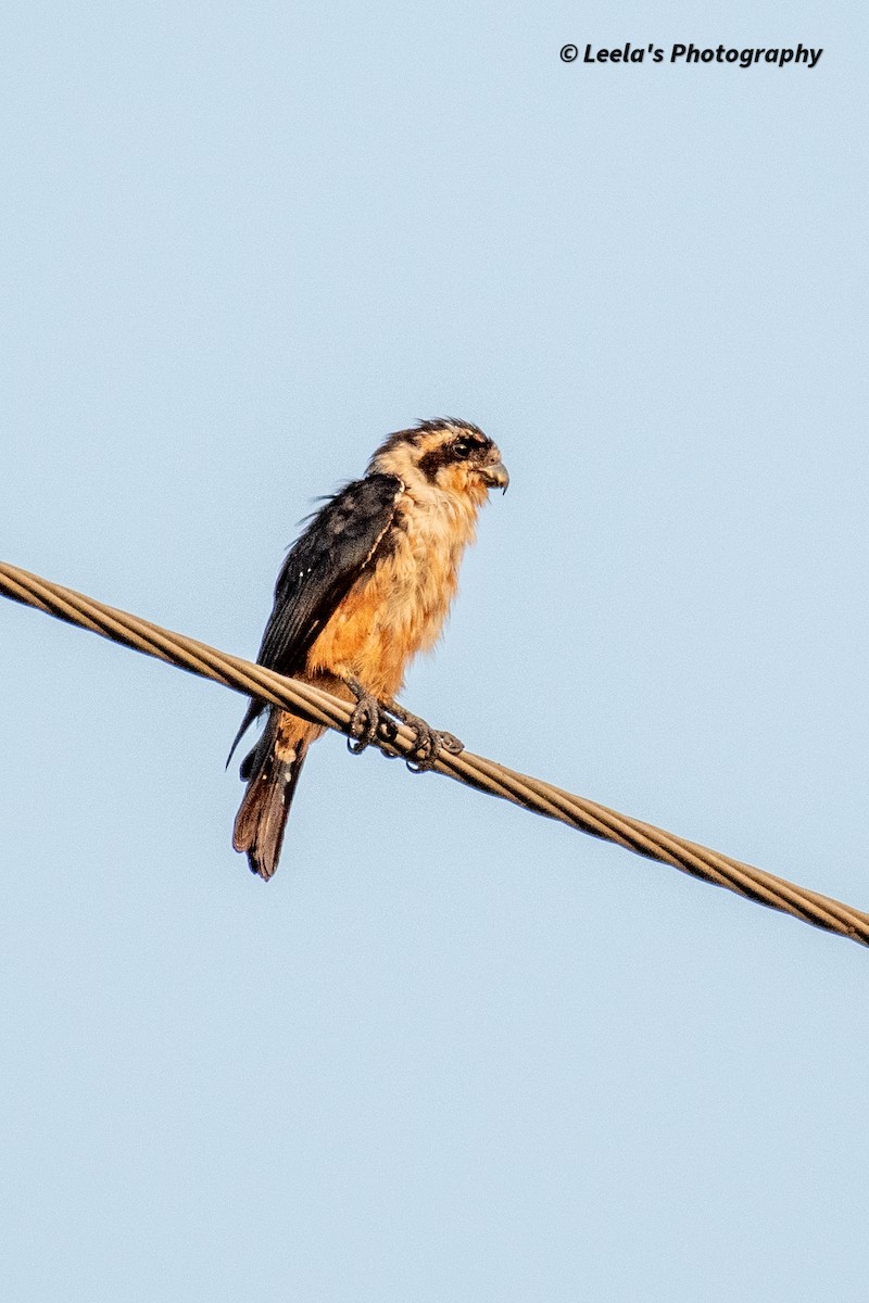 Collared Falconet - Leela Hemachand Gera