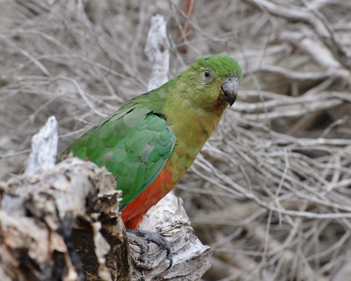 Australian King-Parrot - ML428438941