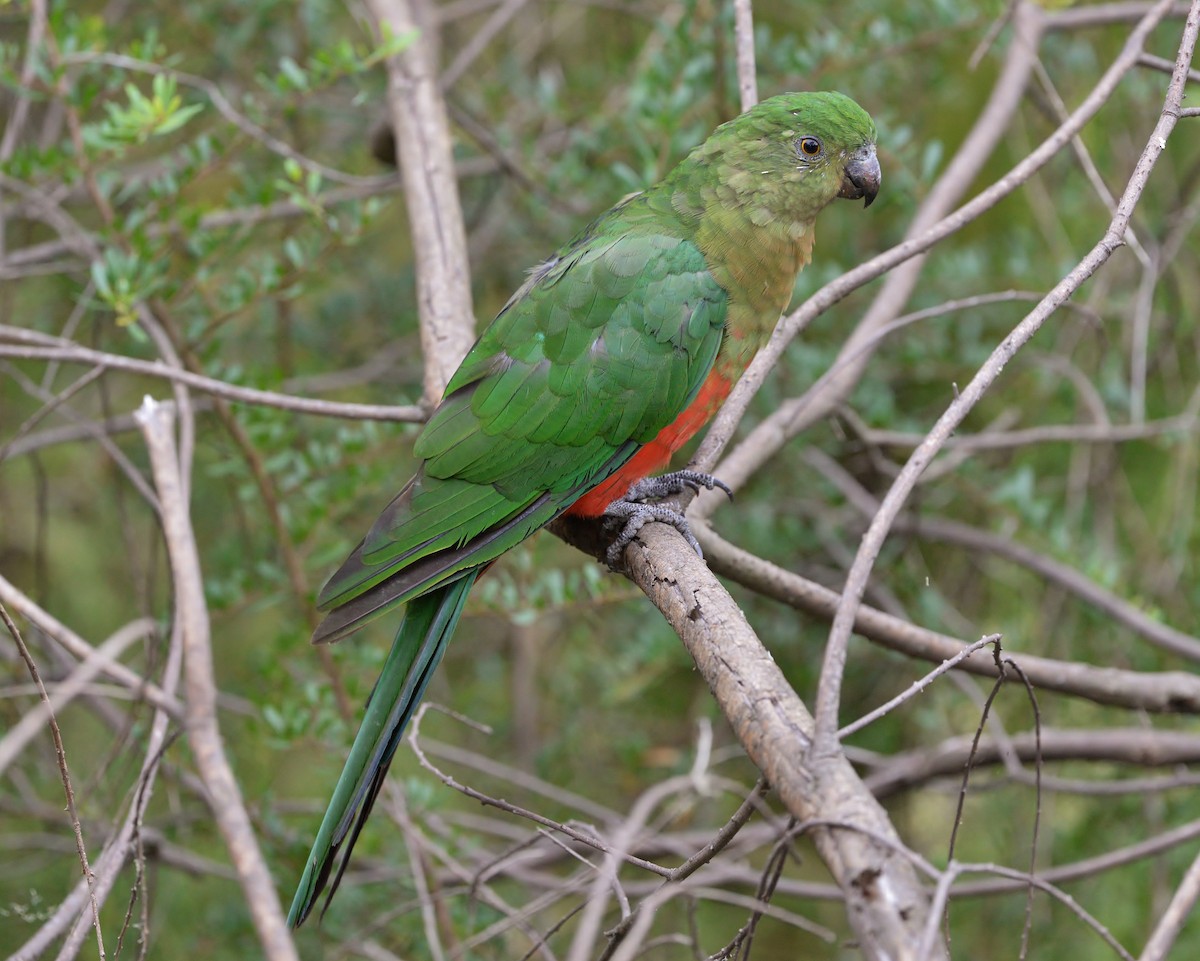Australian King-Parrot - ML428439341