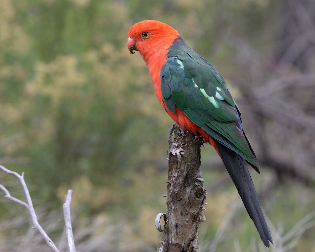 Australian King-Parrot - ML428439691