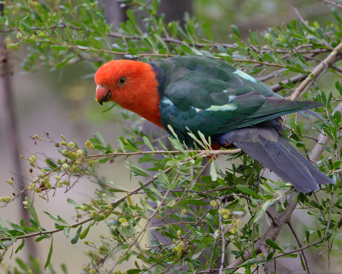Australian King-Parrot - ML428439881
