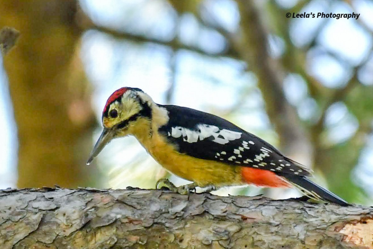 Himalayan Woodpecker - Leela Hemachand Gera