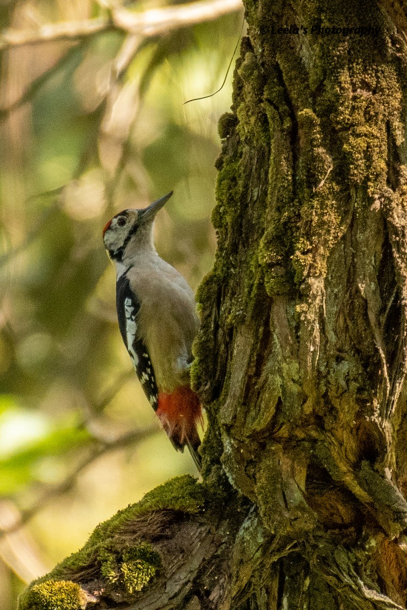 Himalayan Woodpecker - Leela Hemachand Gera