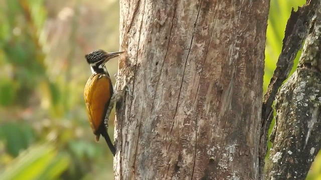 Greater Flameback - ML428440661