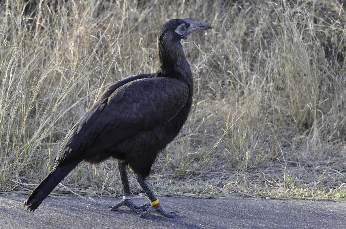 Southern Ground-Hornbill - ML428440851