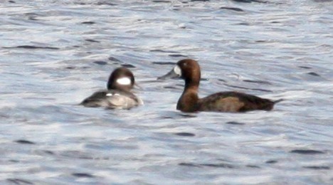 Greater Scaup - Paul Hueber