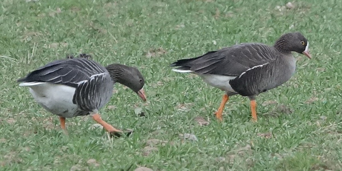 Lesser White-fronted Goose - ML428443111