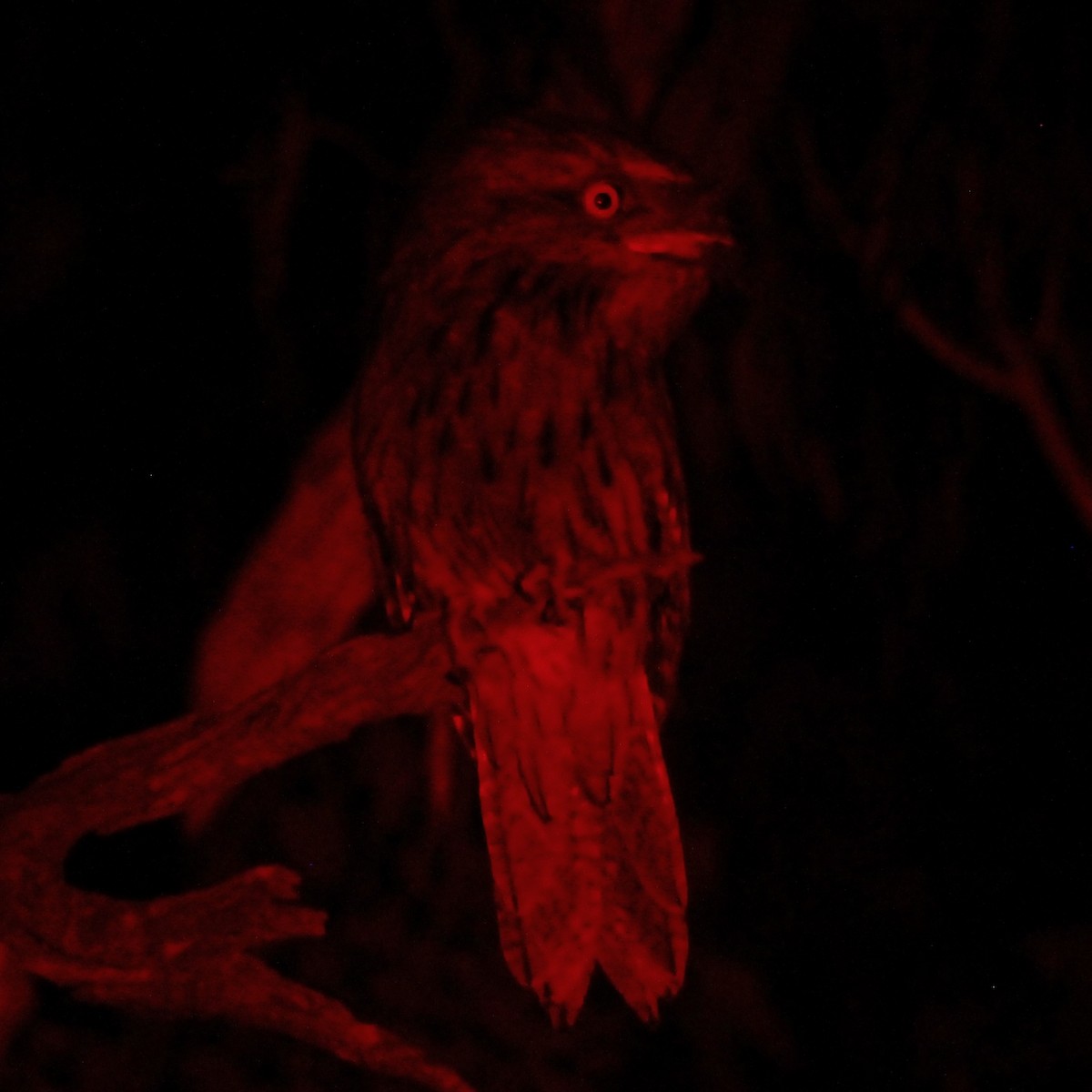 Tawny Frogmouth - ML428444541