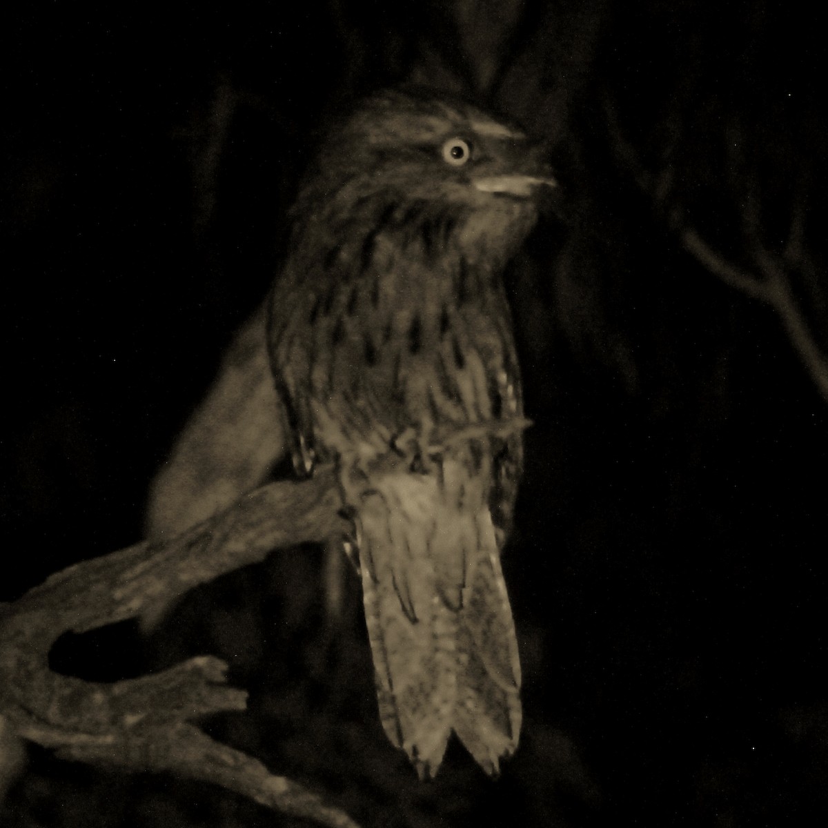 Tawny Frogmouth - ML428444721