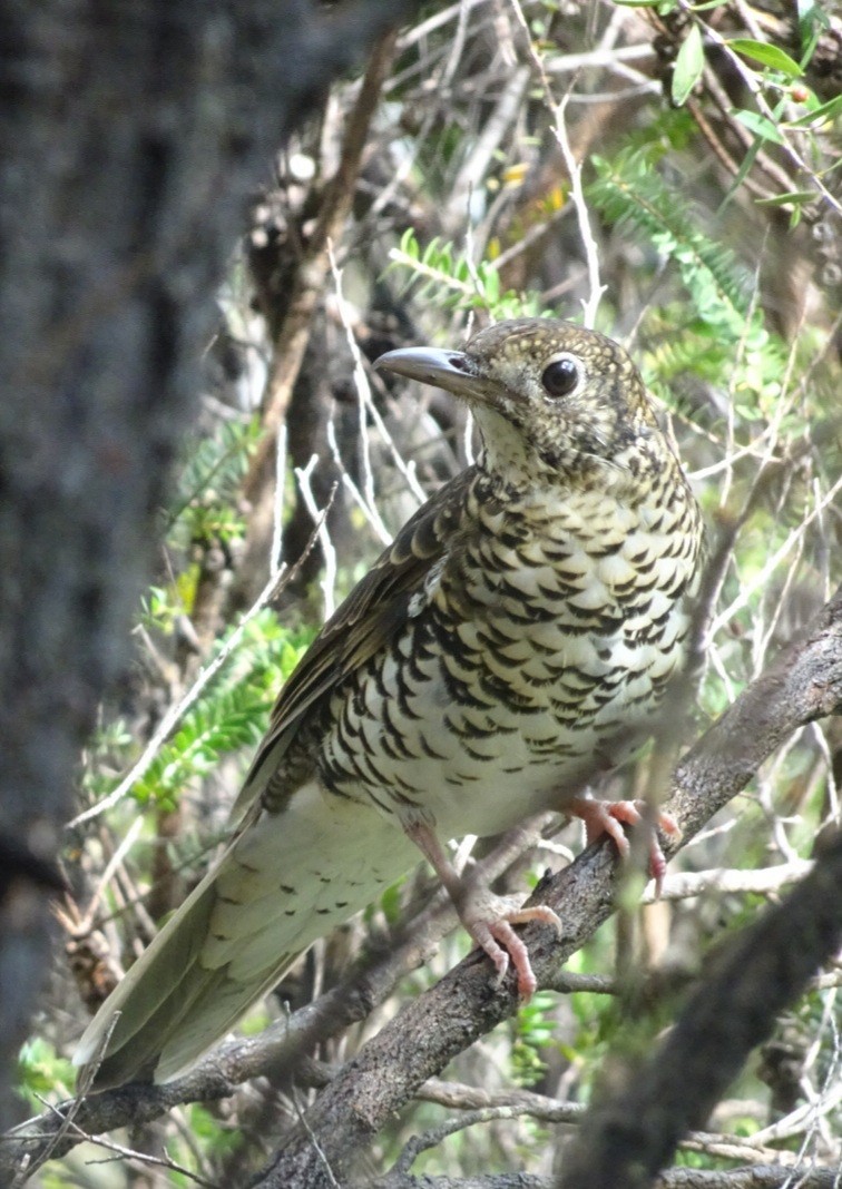 Bassian Thrush - ML428444851
