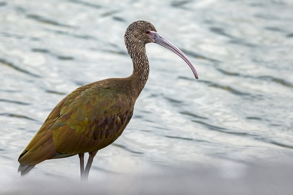 White-faced Ibis - ML428444931