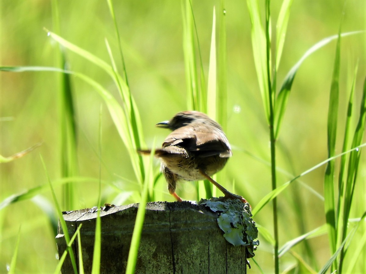 Pale-breasted Spinetail - ML428445591