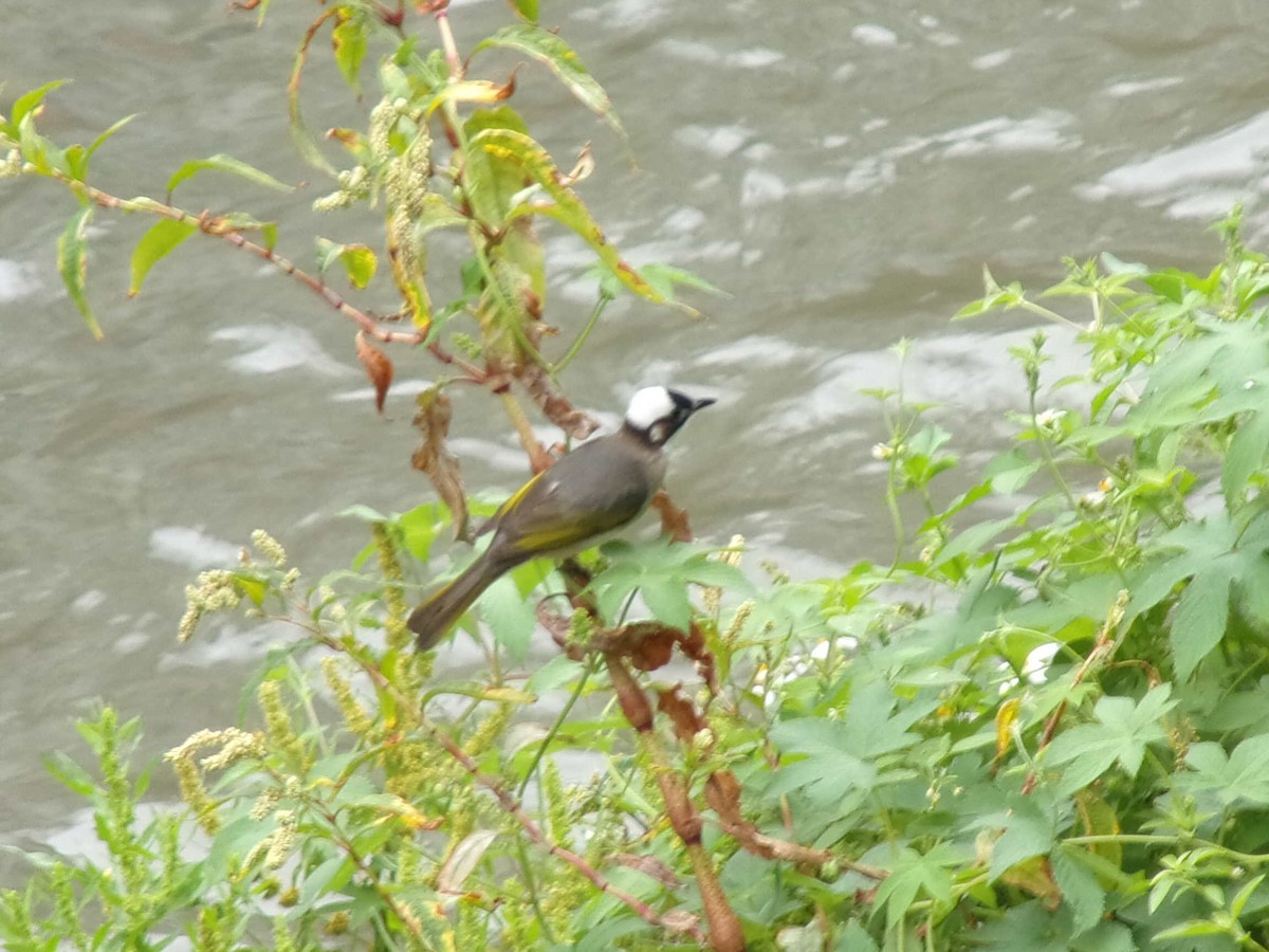 Light-vented Bulbul (formosae/orii) - ML428445611