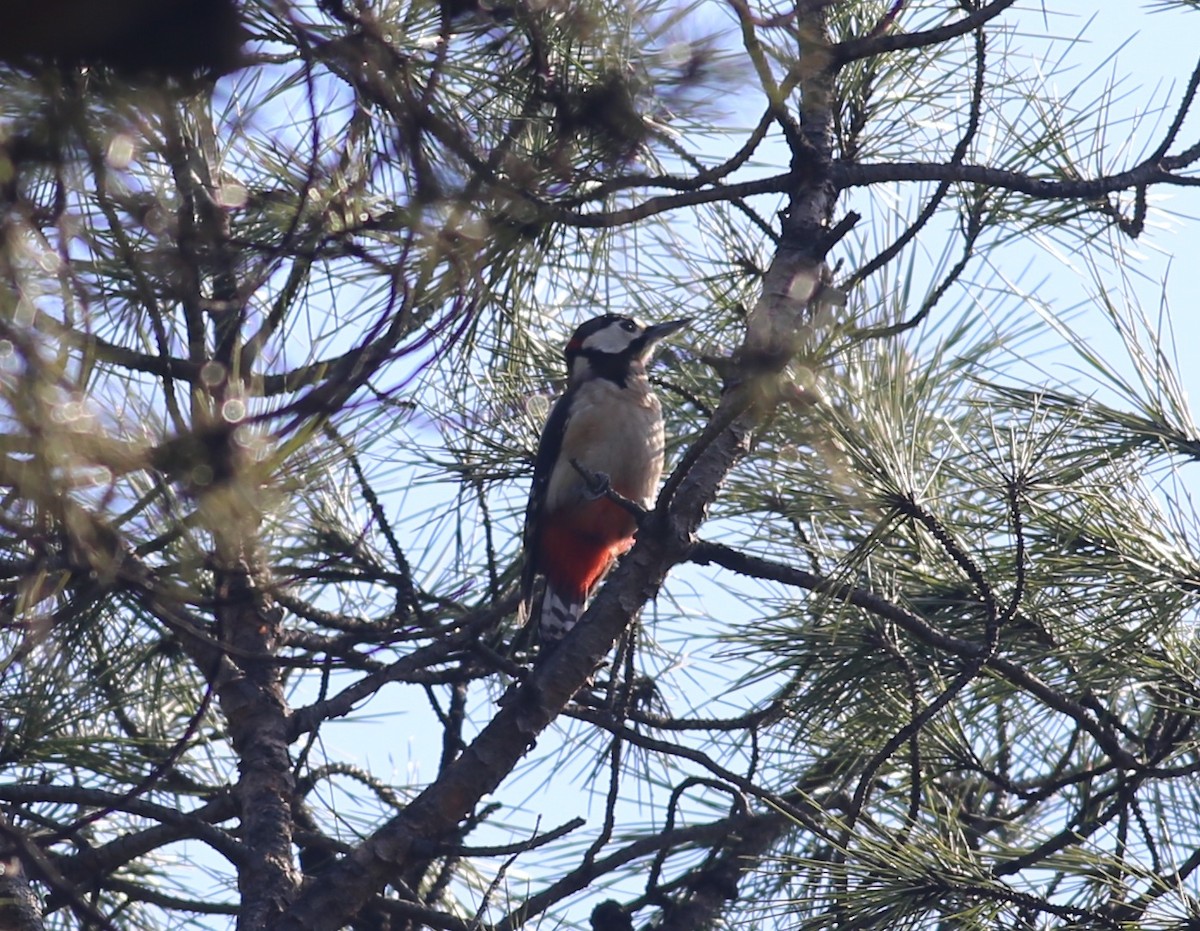 Great Spotted Woodpecker - ML428446601