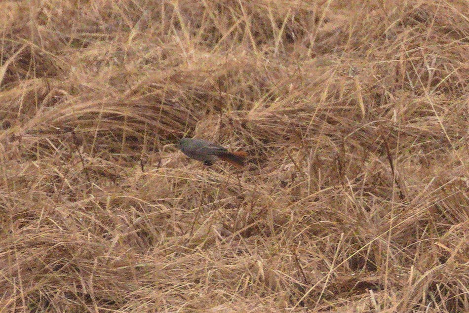 Black Redstart - ML428447321