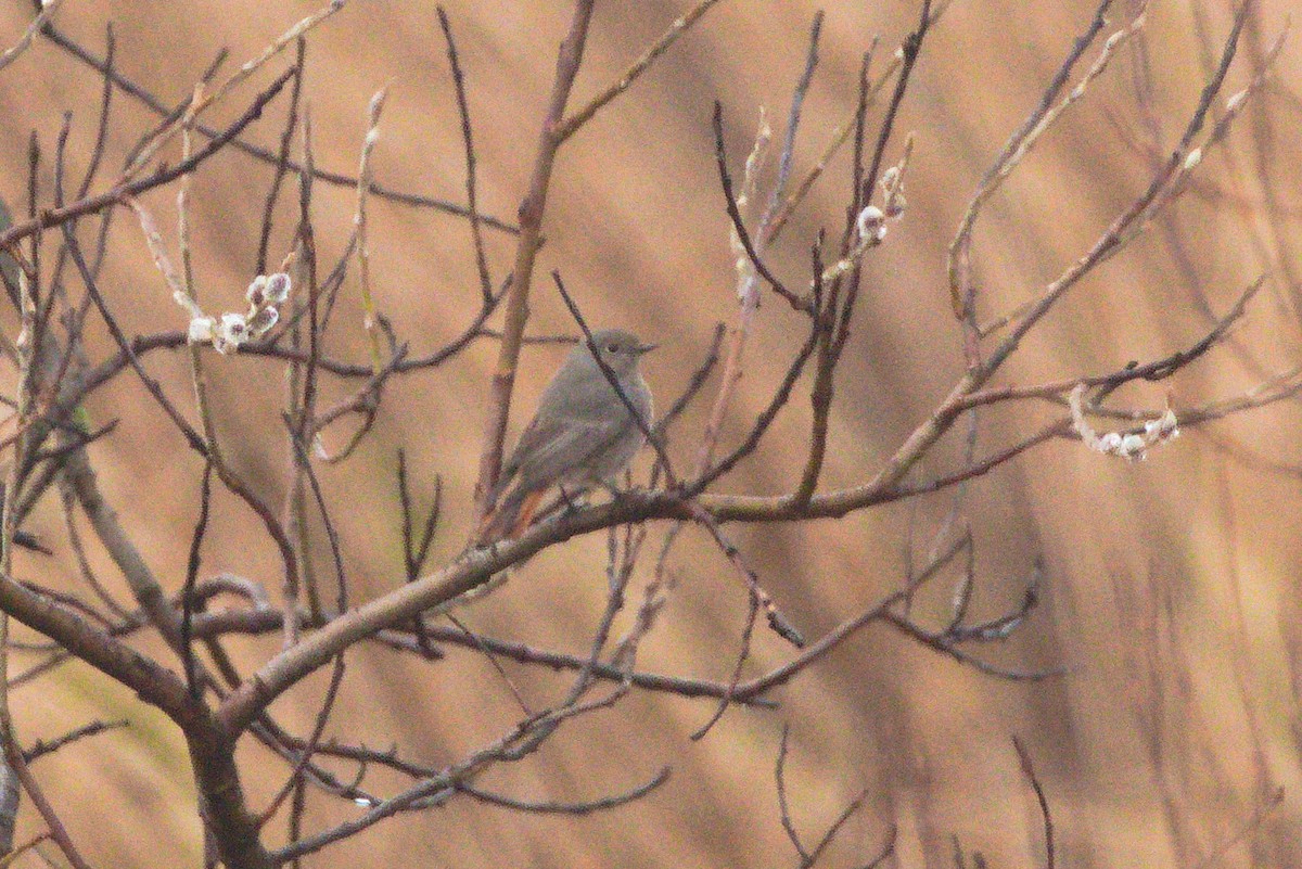 Black Redstart - ML428447331