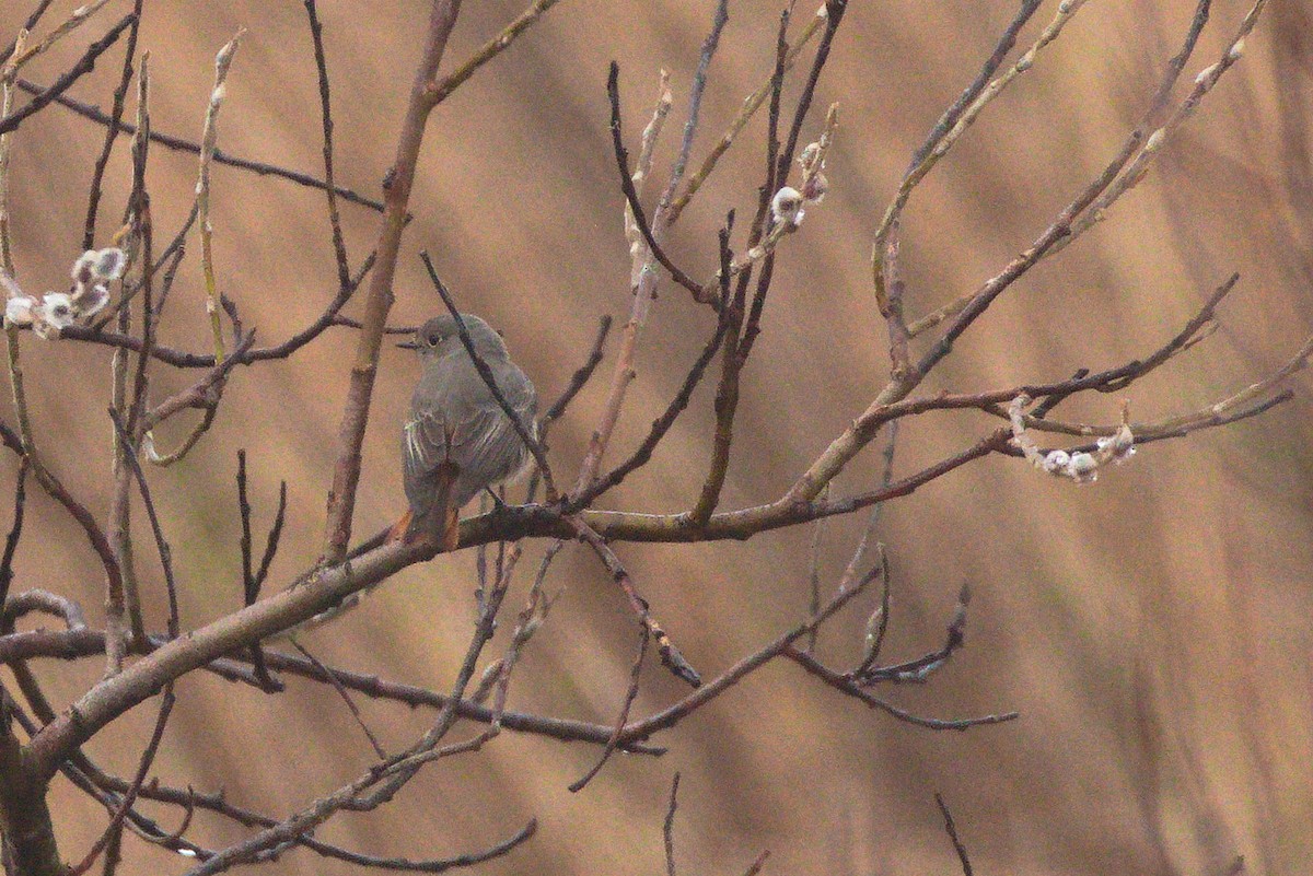 Black Redstart - ML428447341