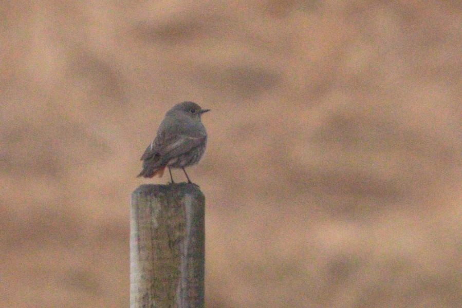 Black Redstart - ML428447381