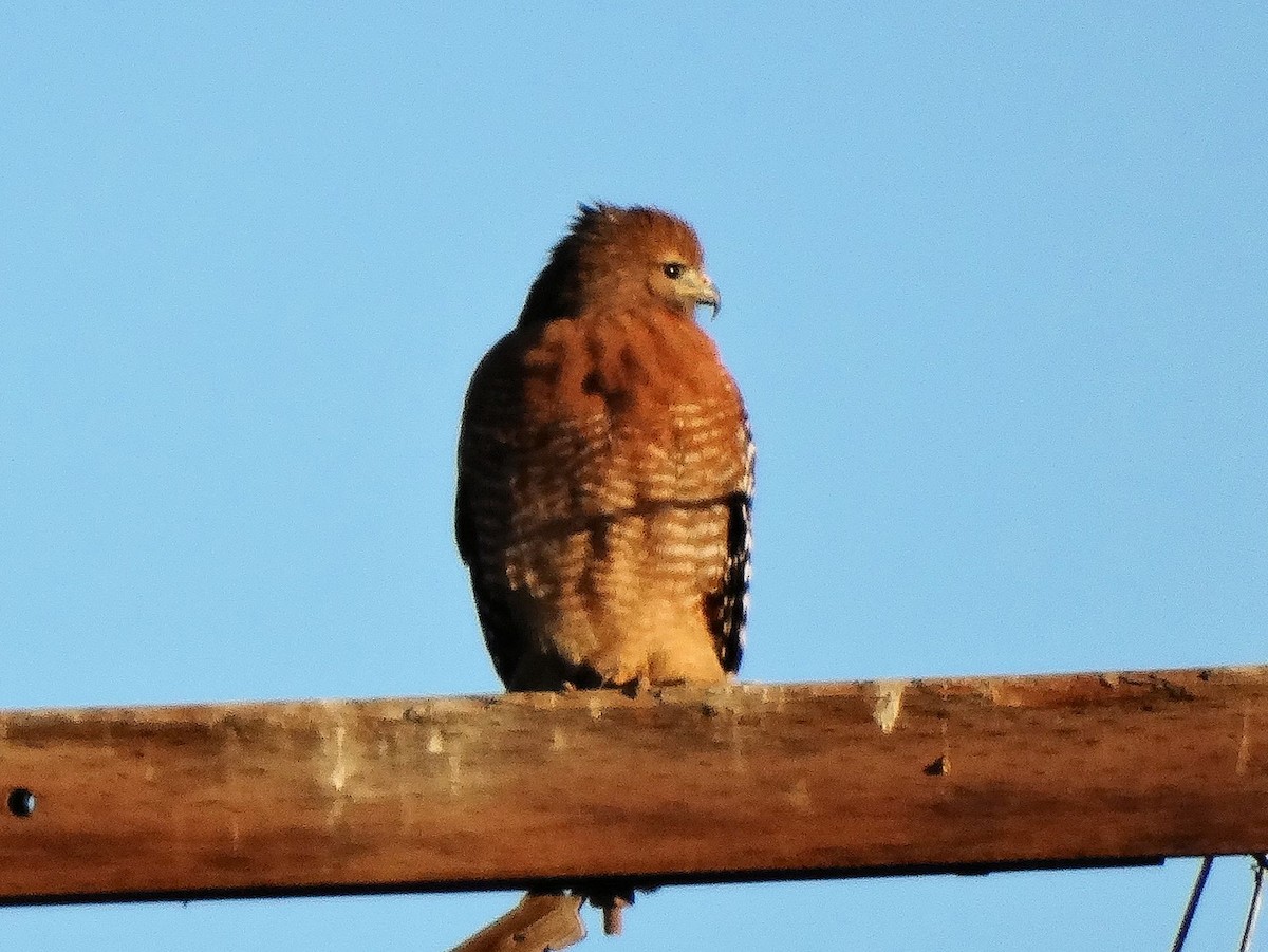 Red-shouldered Hawk - Bob Miller