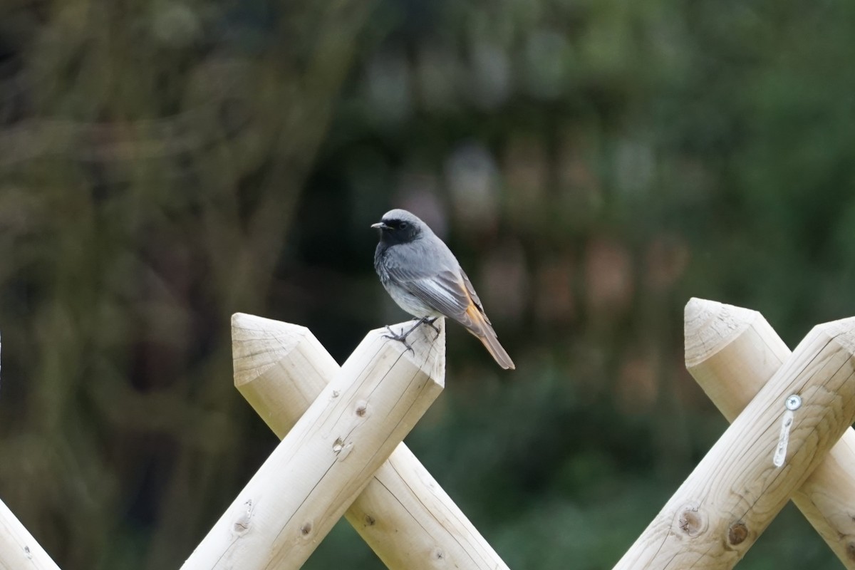 Codirosso spazzacamino - ML428450441