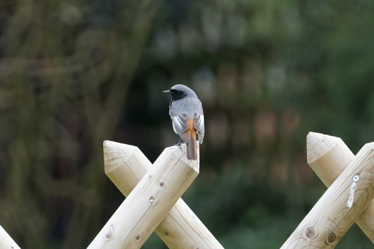 Codirosso spazzacamino - ML428450451