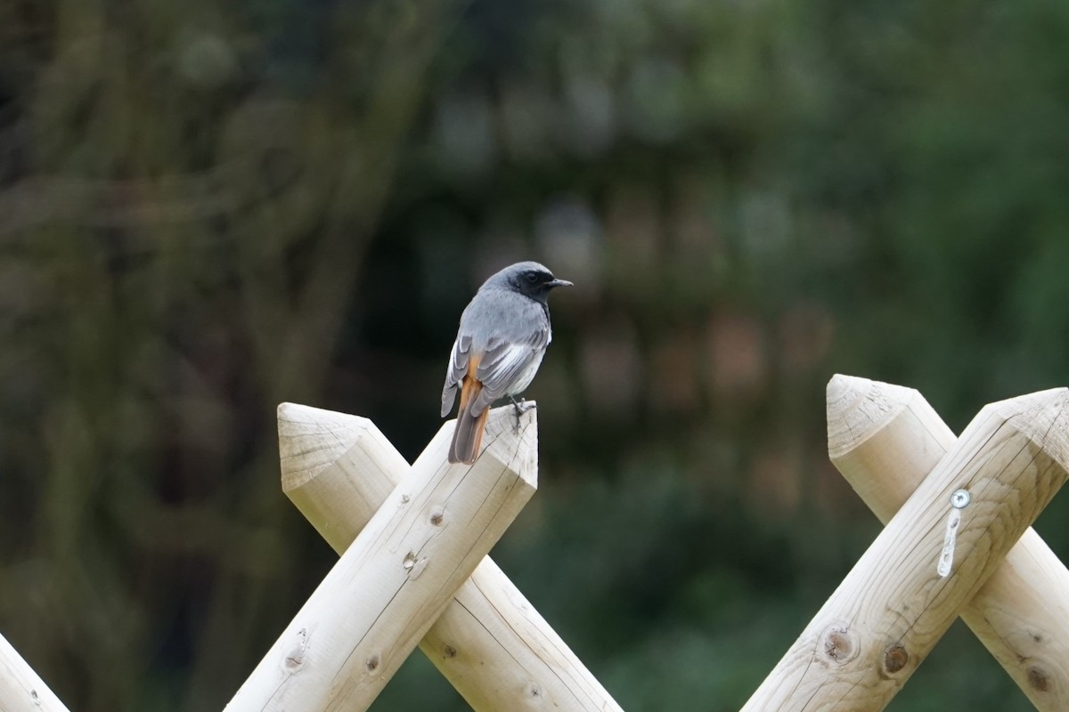 Codirosso spazzacamino - ML428450461