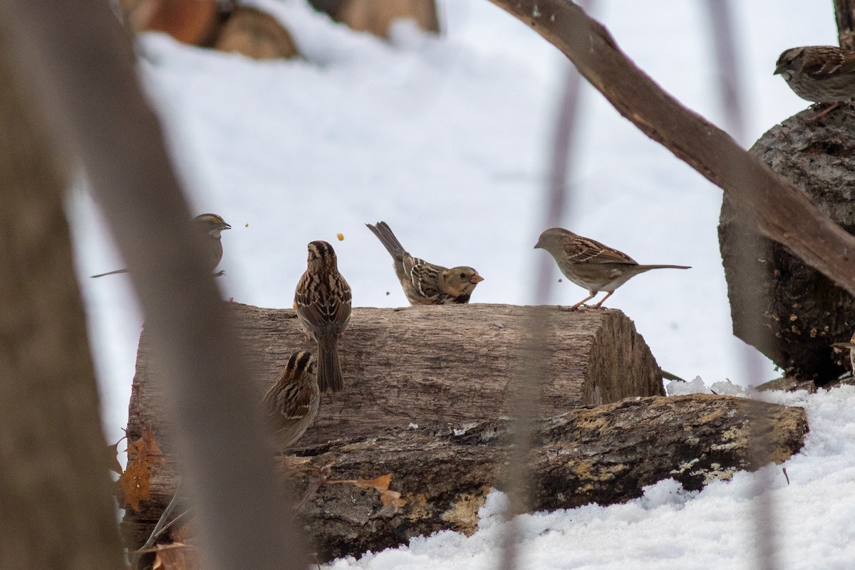 Harris's Sparrow - ML428450551