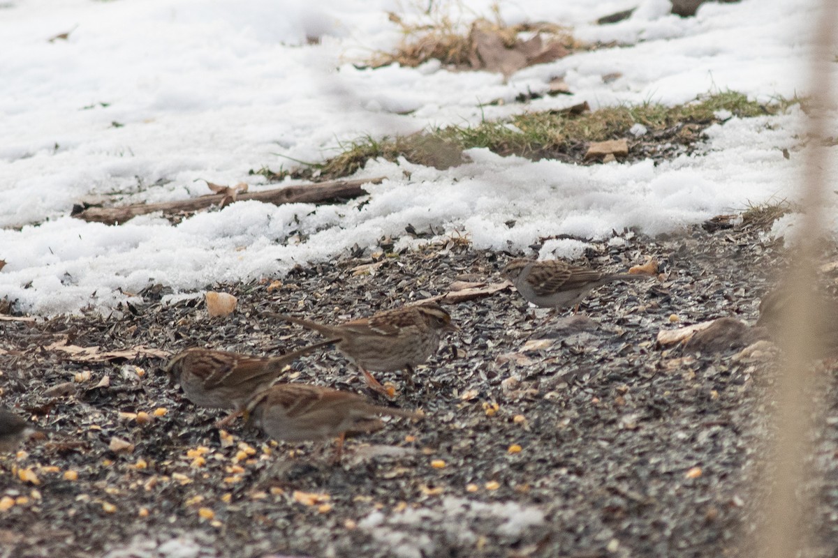 Chipping Sparrow - ML428450571