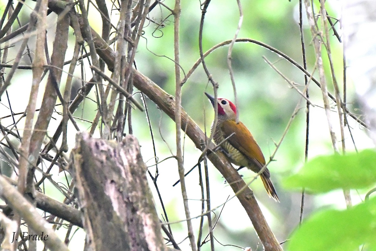 Golden-olive Woodpecker - José Frade