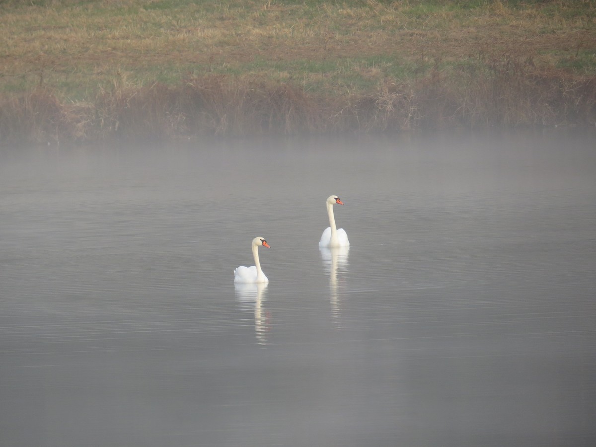 Cygne tuberculé - ML42845281