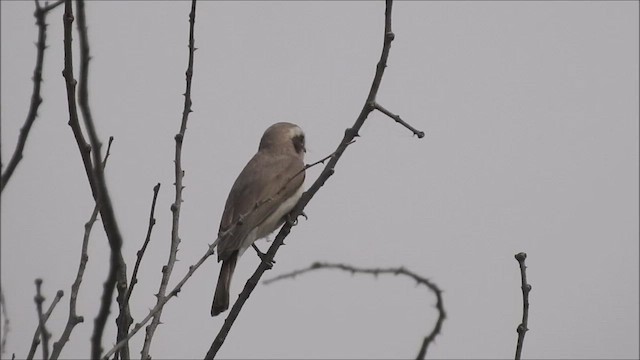 Common Woodshrike - ML428452811