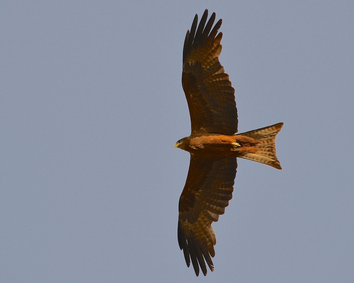 Black Kite (Yellow-billed) - ML428453241