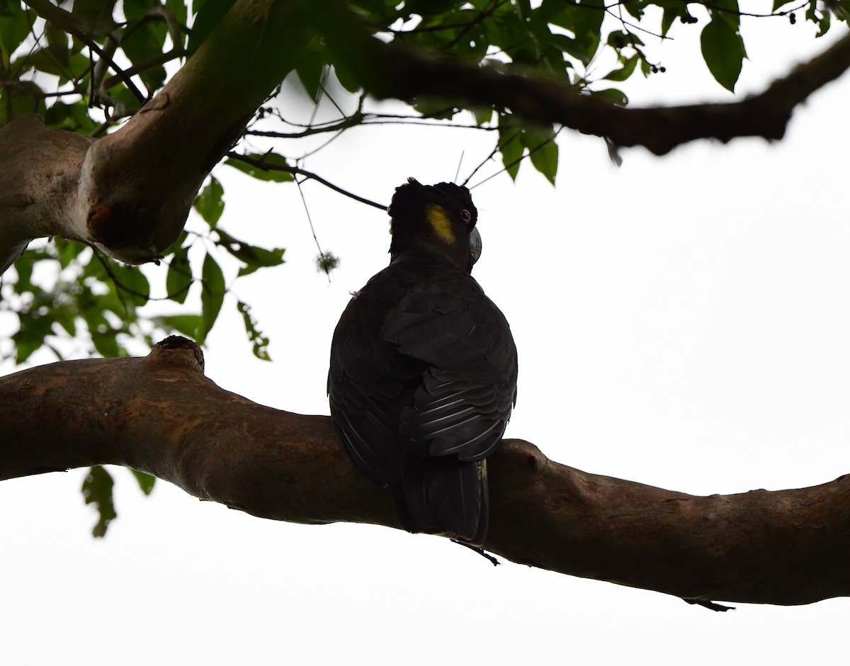 Yellow-tailed Black-Cockatoo - ML428453421