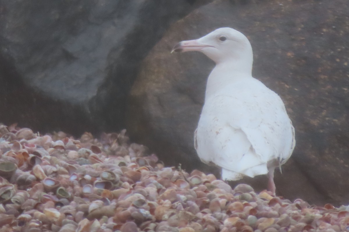 Glaucous Gull - ML428453721