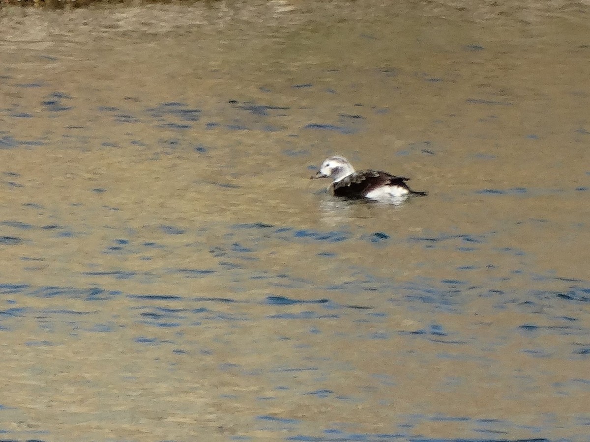 Long-tailed Duck - ML42845411