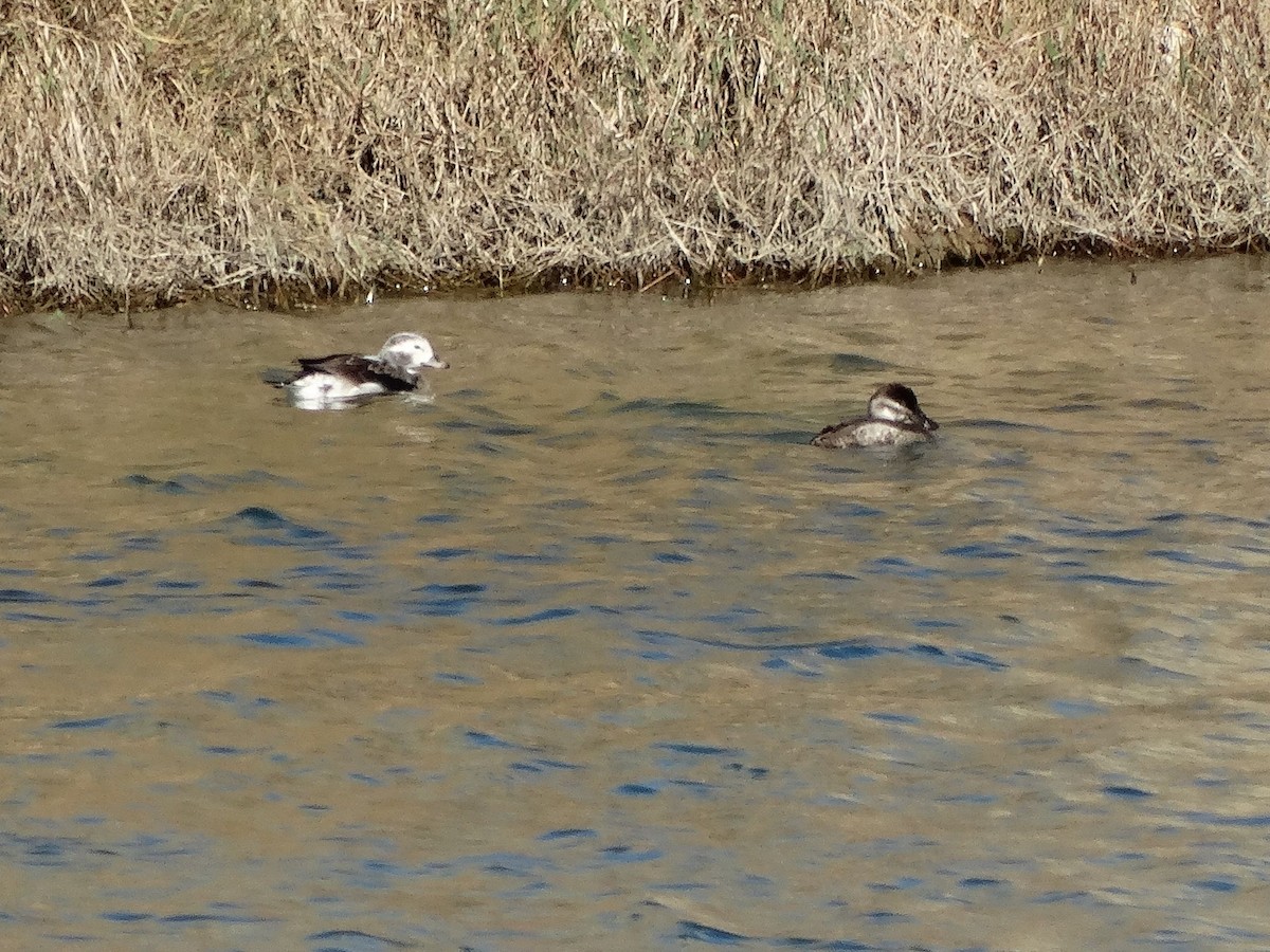 Long-tailed Duck - ML42845421