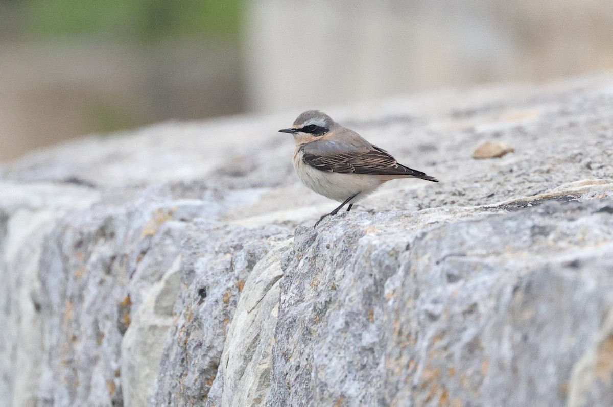 Адууч чогчиго - ML428455151