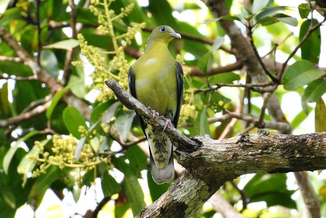 Gray-fronted Green-Pigeon - ML428456331