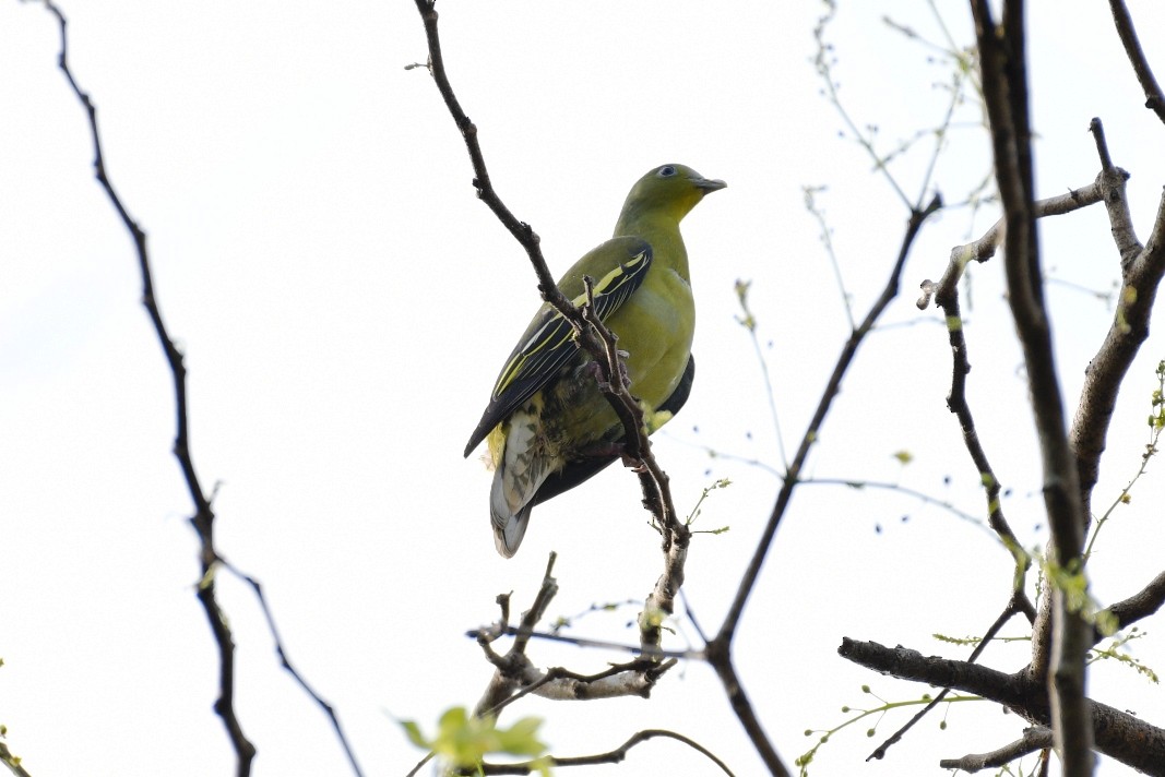Gray-fronted Green-Pigeon - ML428456341