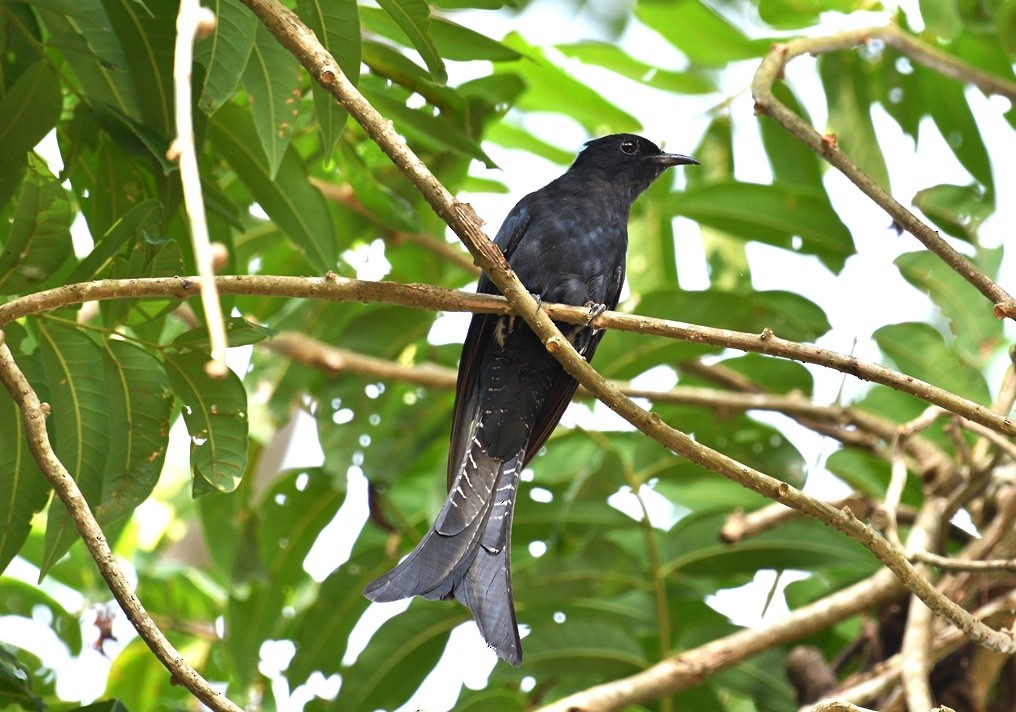 Fork-tailed Drongo-Cuckoo - ML428456401