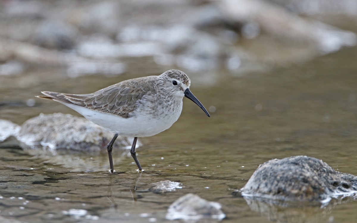 Curlew Sandpiper - Christoph Moning